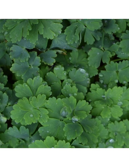 Ancolie des jardins Black Barlow