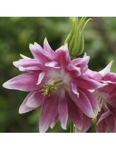 Ancolie des jardins Nora Barlow