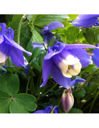 Ancolie naine Ministar