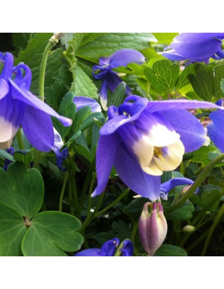 Ancolie naine Ministar