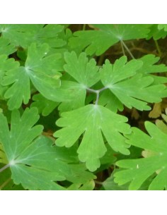 Ancolie des jardins Dragonfly hybrids 2