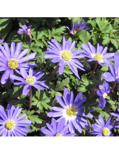 Anémone de Grèce "Blue shades"