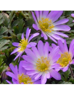 Anémone de Grèce "Charmer" 2