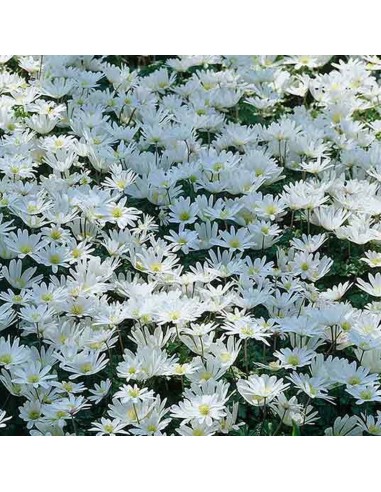 Anémone de Grèce White splendour