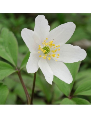 Anémone des bois