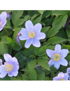 Anémone des bois Robinsoniana