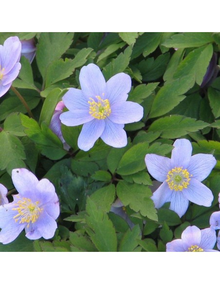 Anémone des bois Robinsoniana