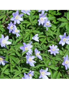 Anémone des bois Robinsoniana 2