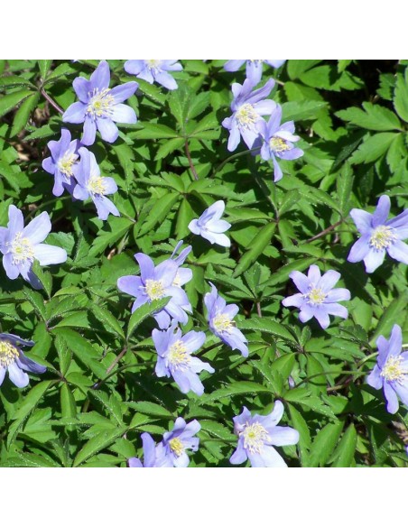 Anémone des bois Robinsoniana