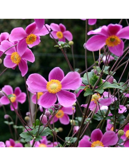 Anémone du Japon "Splendens"