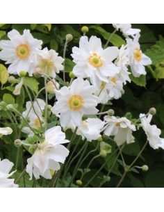 Anémone du Japon Andrea Atkinson 2