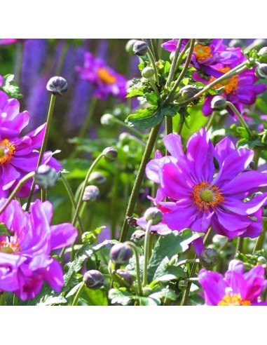 Anémone du Japon Pamina