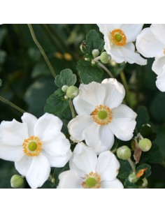 Anémone du Japon Honorine Jobert 2