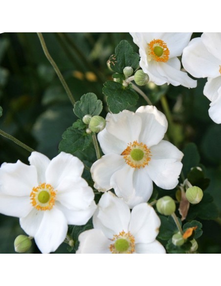 Anémone du Japon Honorine Jobert Anémone du Japon Honorine Jobert