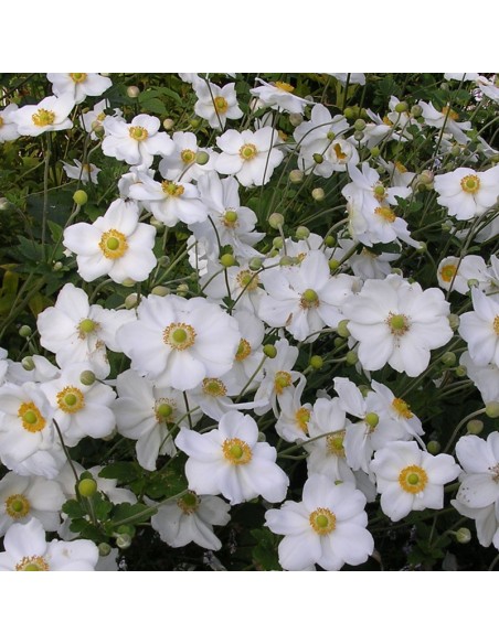 Anémone du Japon Honorine Jobert Anémone du Japon Honorine Jobert