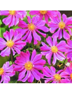 Anémone du Japon Prinz Heinrich 2