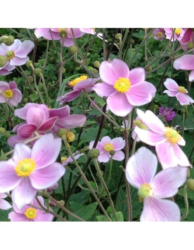 Anémone du Japon Reine Charlotte