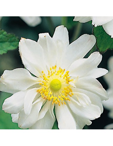 Anémone du Japon Whirlwind