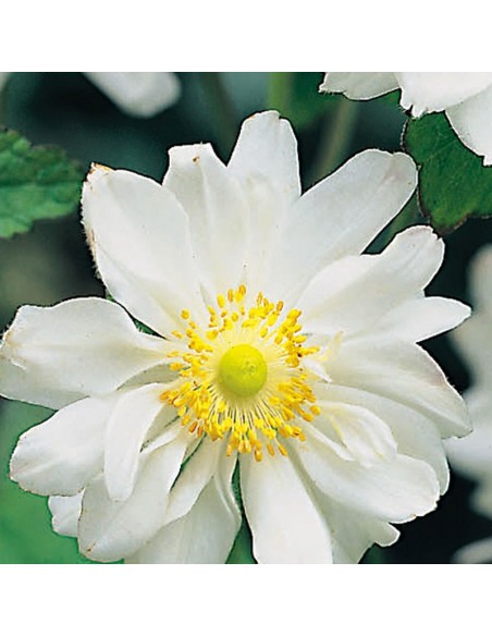 Anémone du Japon Whirlwind