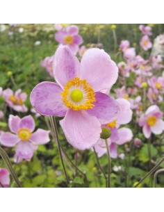 Anémone du Japon"Serenade" 2