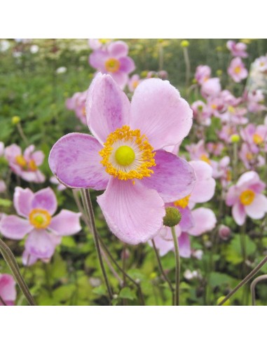 Anémone du Japon"Serenade"