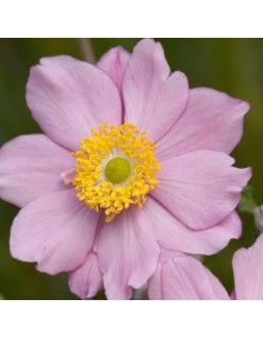 Anémone du Japon"Serenade"