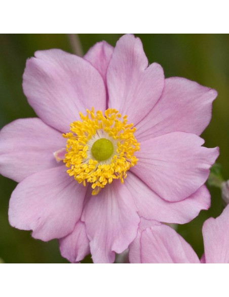 Anémone du Japon"Serenade"