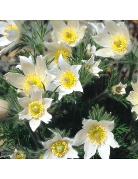 Anémone pulsatille "alba"