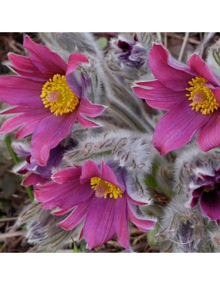 Anémone pulsatille "red cloak"