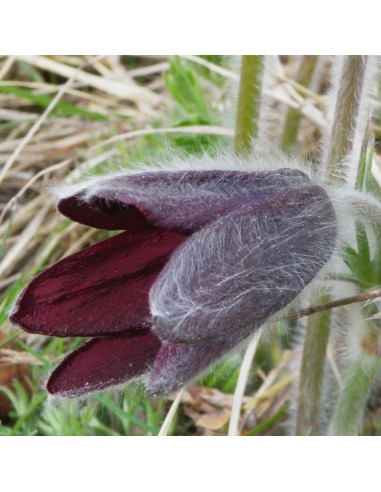 Anémone pulsatille "red cloak"