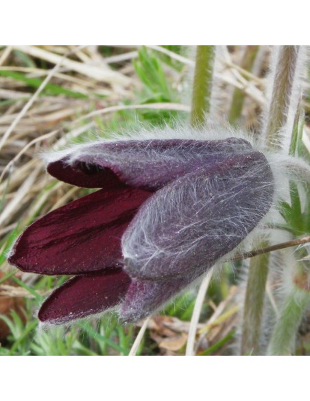 Anémone pulsatille "red cloak"