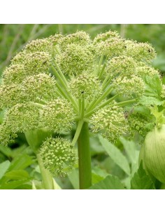 Angélique officinale
