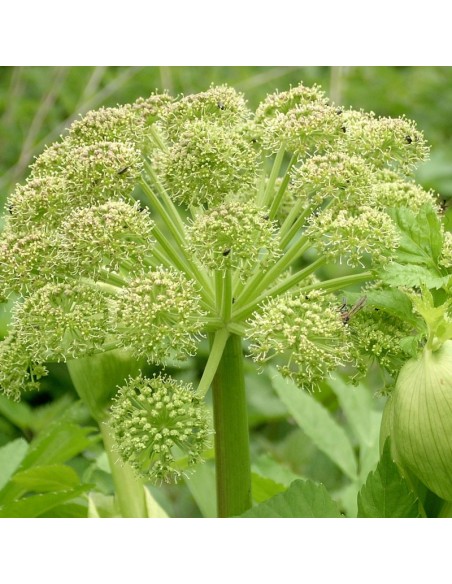 Angélique officinale