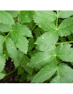 Angélique officinale 2