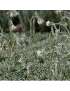 Pied de chat Borealis - antennaire dioïque 2