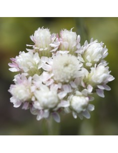 Pied de chat Borealis - antennaire dioïque