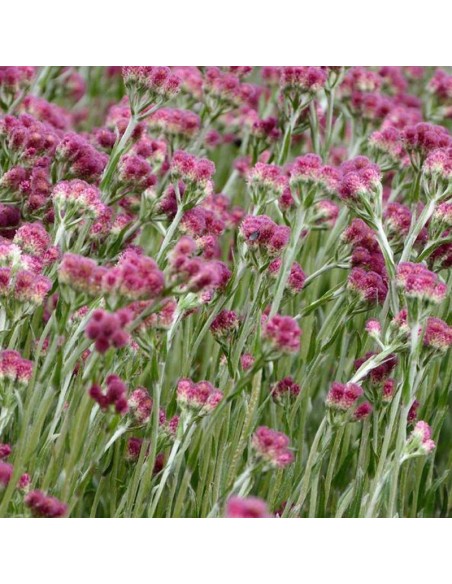 Pied de chat Rubra - antennaire dioïque