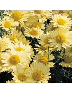 Camomille des teinturiers E.C. Buxton - Anthemis Hybrida 2