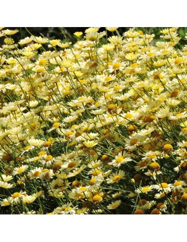 Oeil de boeuf E.C. Buxton