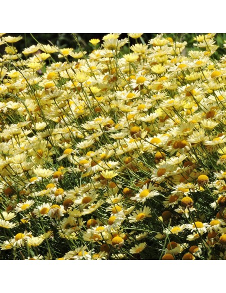 Oeil de boeuf E.C. Buxton