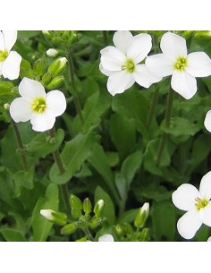 Arabette du Caucase Bakkely 2