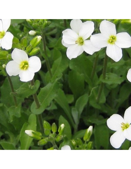 Arabette du Caucase Bakkely