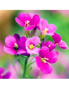 Arabette du Caucase "Compinkie" 2