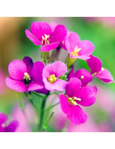 Arabette du Caucase "Compinkie"