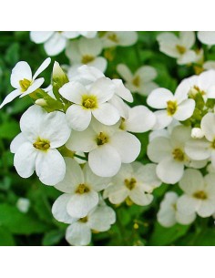 Arabette du Caucase Snowcap