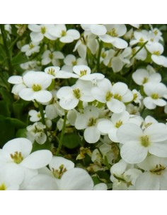 Arabette du Caucase Snowcap 2