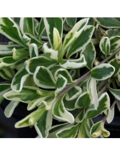 Arabette panachée Fernandi Corbugi 2