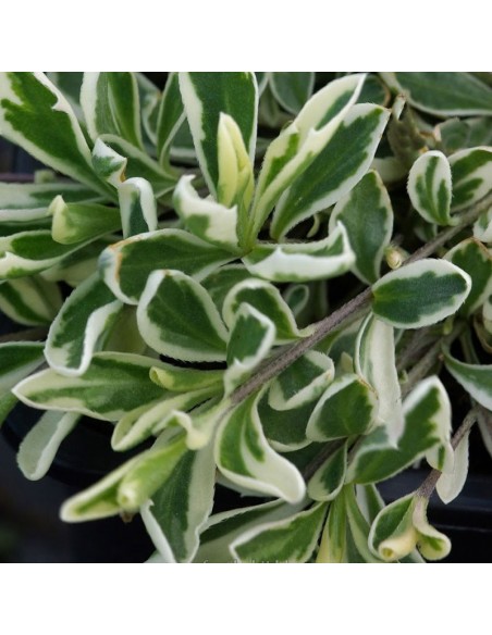 Arabette panachée Fernandi Corbugi