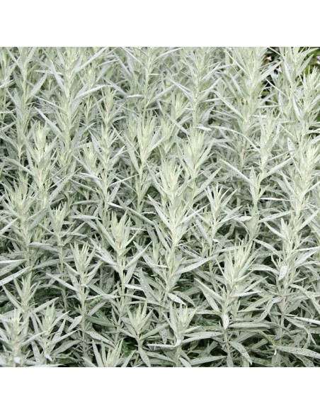 Armoise Silver queen