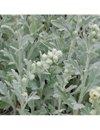 Armoise à feuille de cinéraire Boughton silver